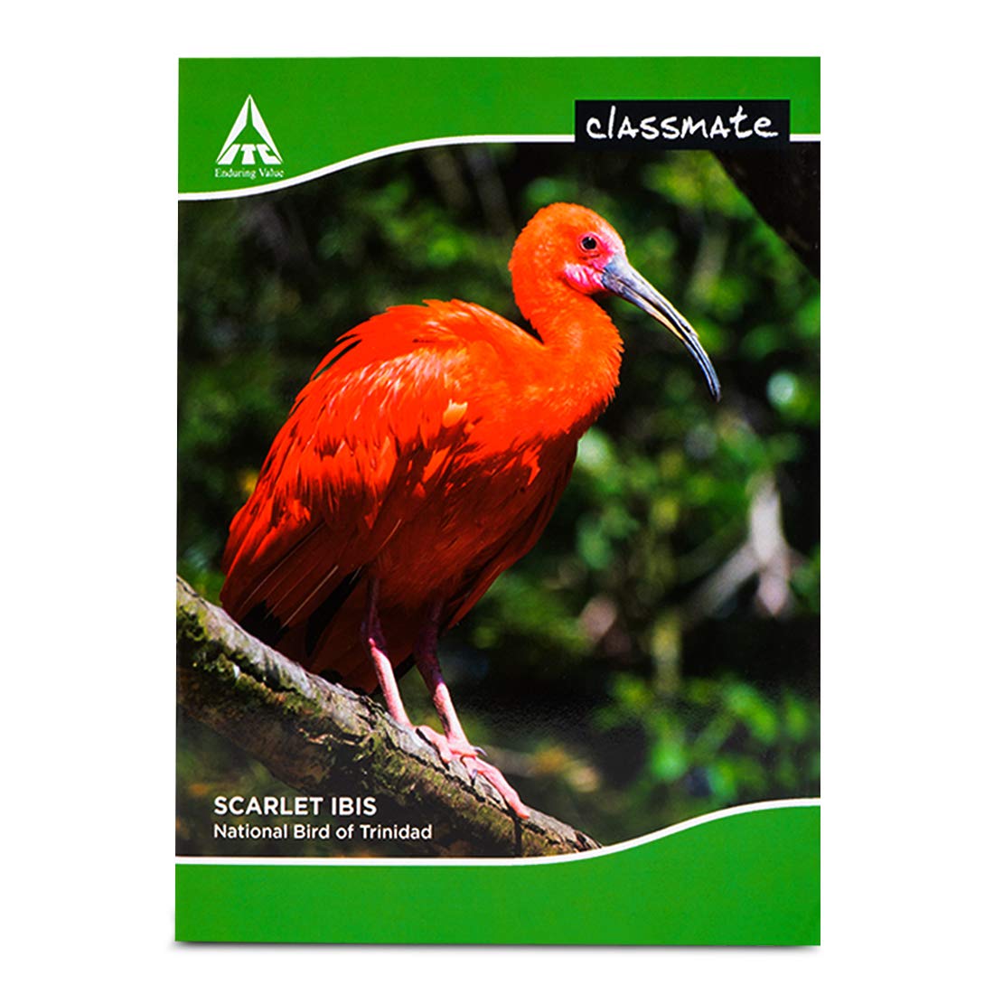 Classmate Single Line Soft Bound Notebook | 240 x 180 mm
